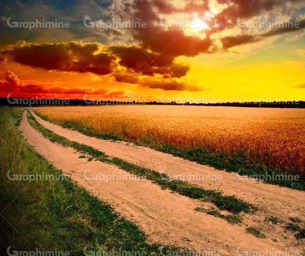 عکس گندم زار در غروب