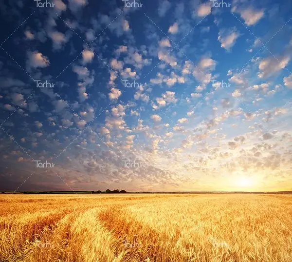 عکس گندم زار در غروب
