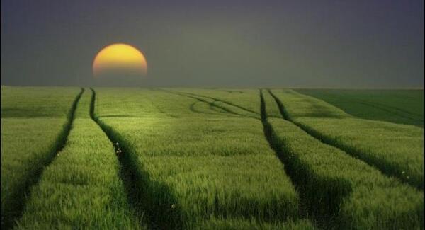 عکس گندم زار در غروب