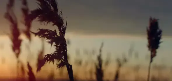عکس گندم زار در غروب
