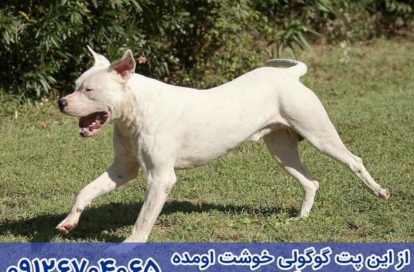 عکس سگ آرژانتینی