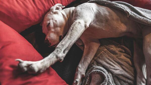 عکس سگ آرژانتینی