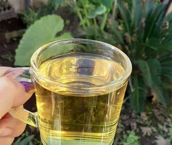 عکس آویشن دم کرده