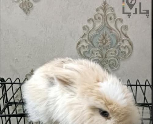 عکس همستر و خرگوش