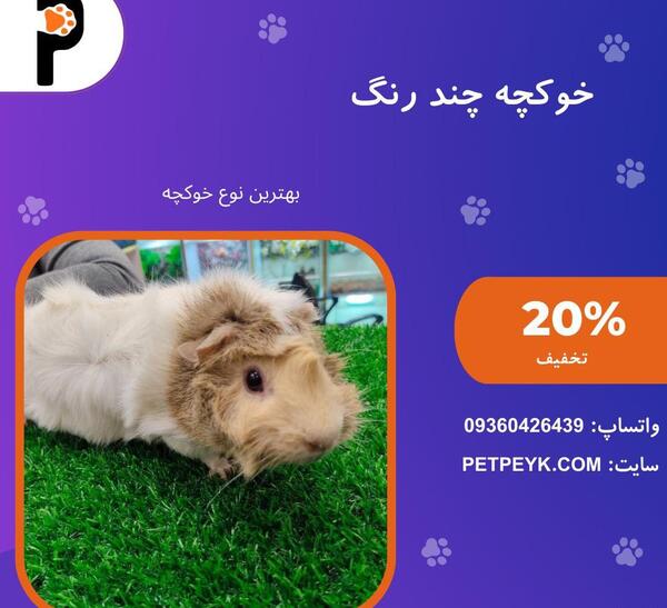 عکس همستر و خرگوش