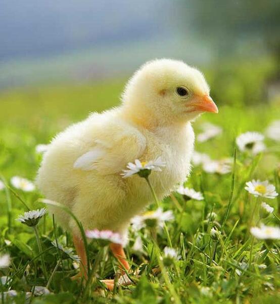 عکس جوجه کیوت