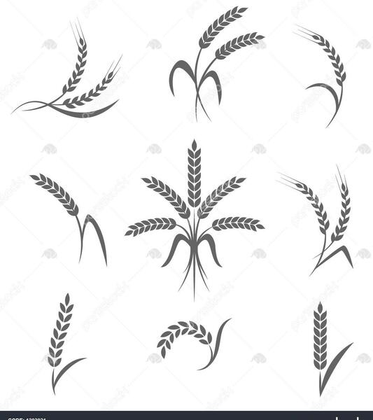 عکس نقاشی گل گندم