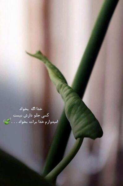 عکس نوشته خدا ویسگون