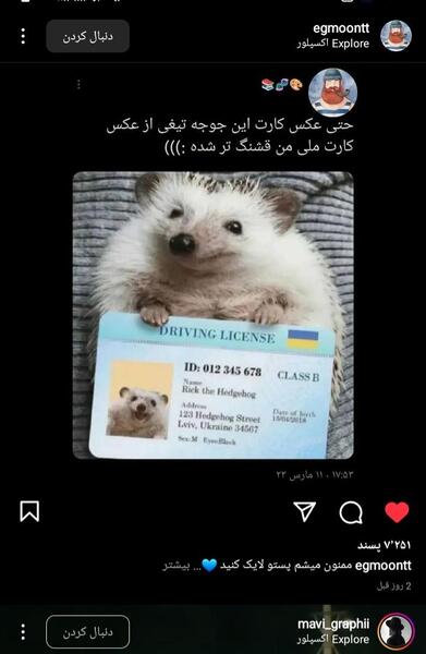 عکس زشت جوجه تیغی