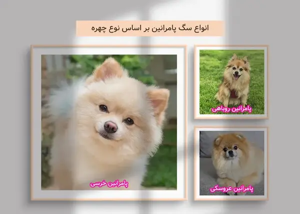 عکس پامرانین کراس