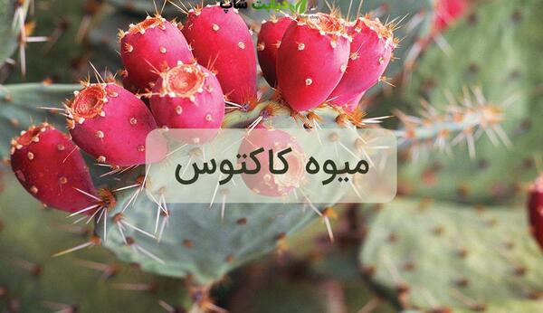 عکس کاکتوس پفکی