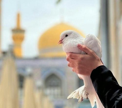 عکس پروفایل ضریح امام رضا