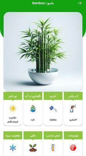عکس شهر کاکتوس