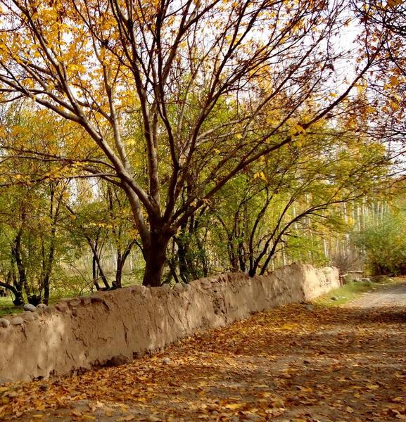 عکس پاییزی کوچه باغ