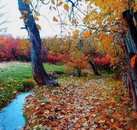 عکس پاییزی کوچه باغ