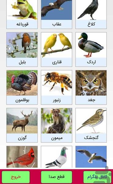عکس حیوانات صدادار