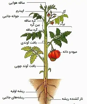 عکس نقاشی گل چهارم ابتدایی