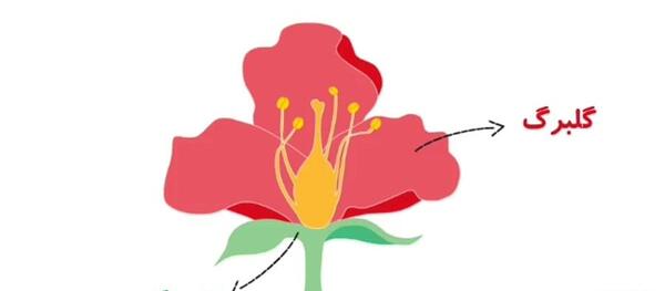 عکس نقاشی گل چهارم ابتدایی