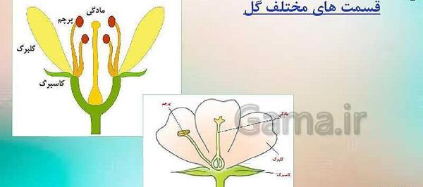 عکس نقاشی گل چهارم ابتدایی