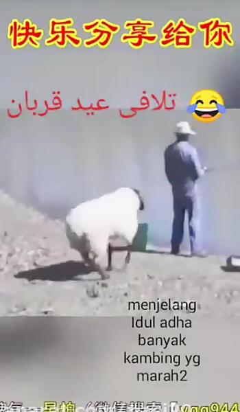 عکس نوشته طنز درباره عید قربان