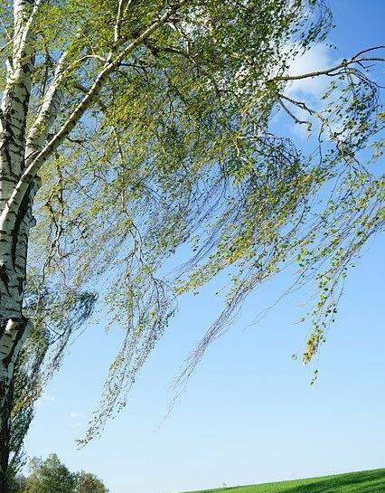 دانلود عکس درخت بید