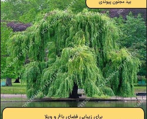 دانلود عکس درخت بید
