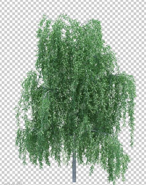 دانلود عکس درخت بید