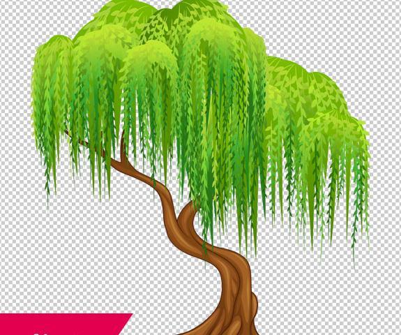 دانلود عکس درخت بید
