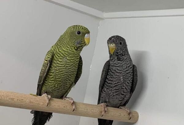 عکس بزرگترین مرغ عشق جهان