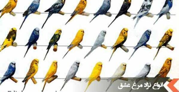 عکس بزرگترین مرغ عشق جهان