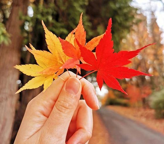 عکس برگ پاییز در دست