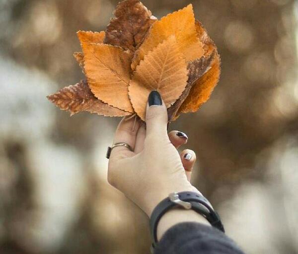 عکس برگ پاییز در دست