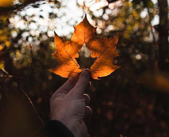 عکس برگ پاییز در دست