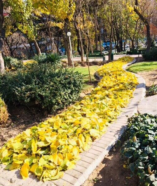 عکس برگ پاییز در دست