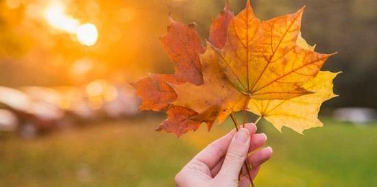 عکس برگ پاییز در دست