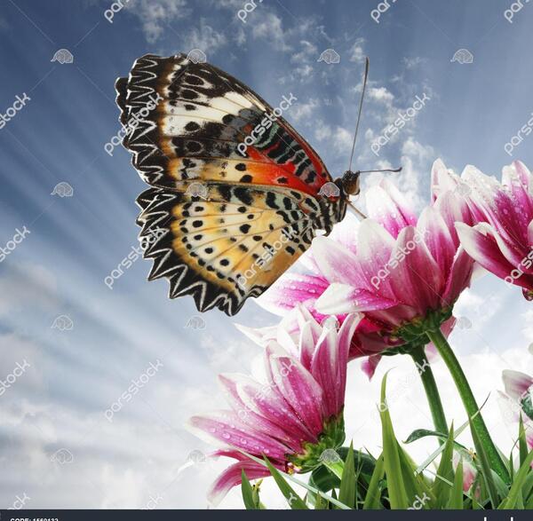 عکس پروانه رو گل
