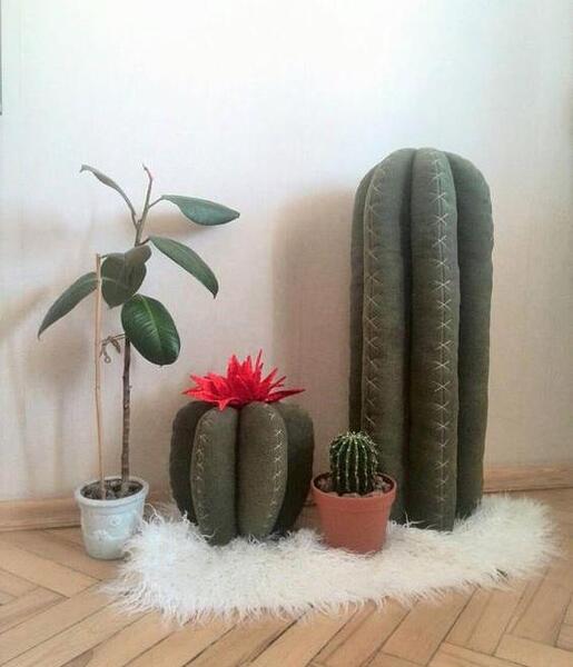 عکس کاکتوس نمدی