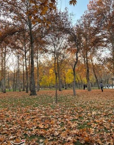 عکس برگ ریزان پاییزی