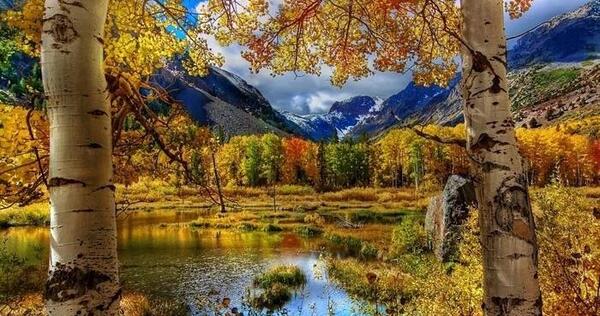 عکس برگ ریزان پاییزی