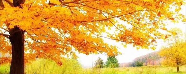 عکس برگ ریزان پاییزی