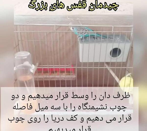 عکس چیدمان قفس مرغ عشق