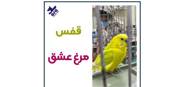عکس چیدمان قفس مرغ عشق