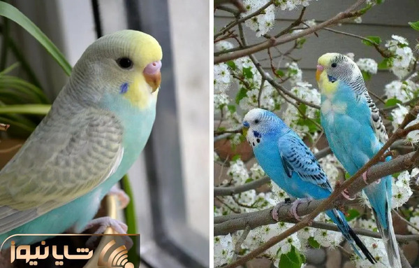 عکس چیدمان قفس مرغ عشق