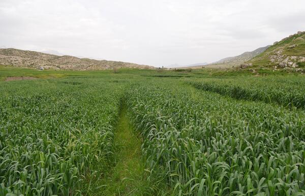 عکس گندم زار زیبا
