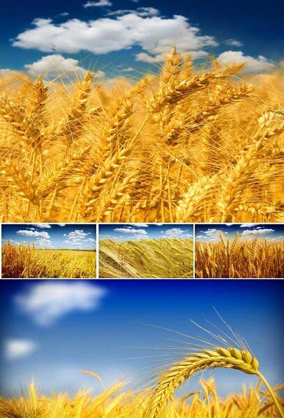 عکس گندم زار زیبا