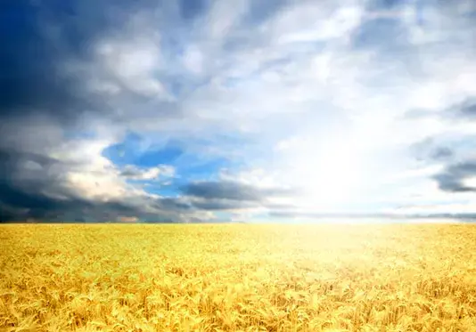 عکس گندم زار زیبا