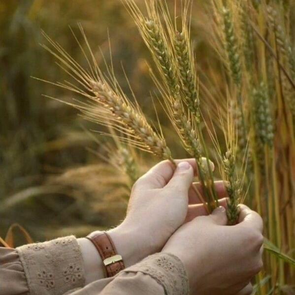 عکس گندم زار زیبا