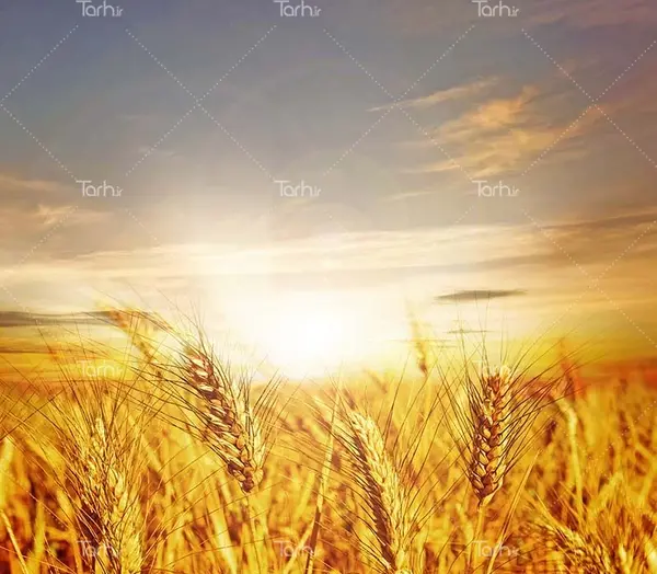 عکس گندم زار زیبا