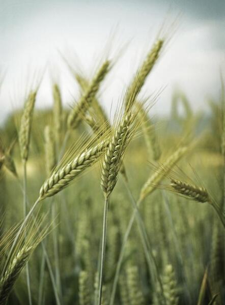 عکس گندم زار زیبا