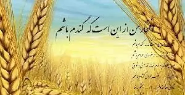عکس گندم زار زیبا